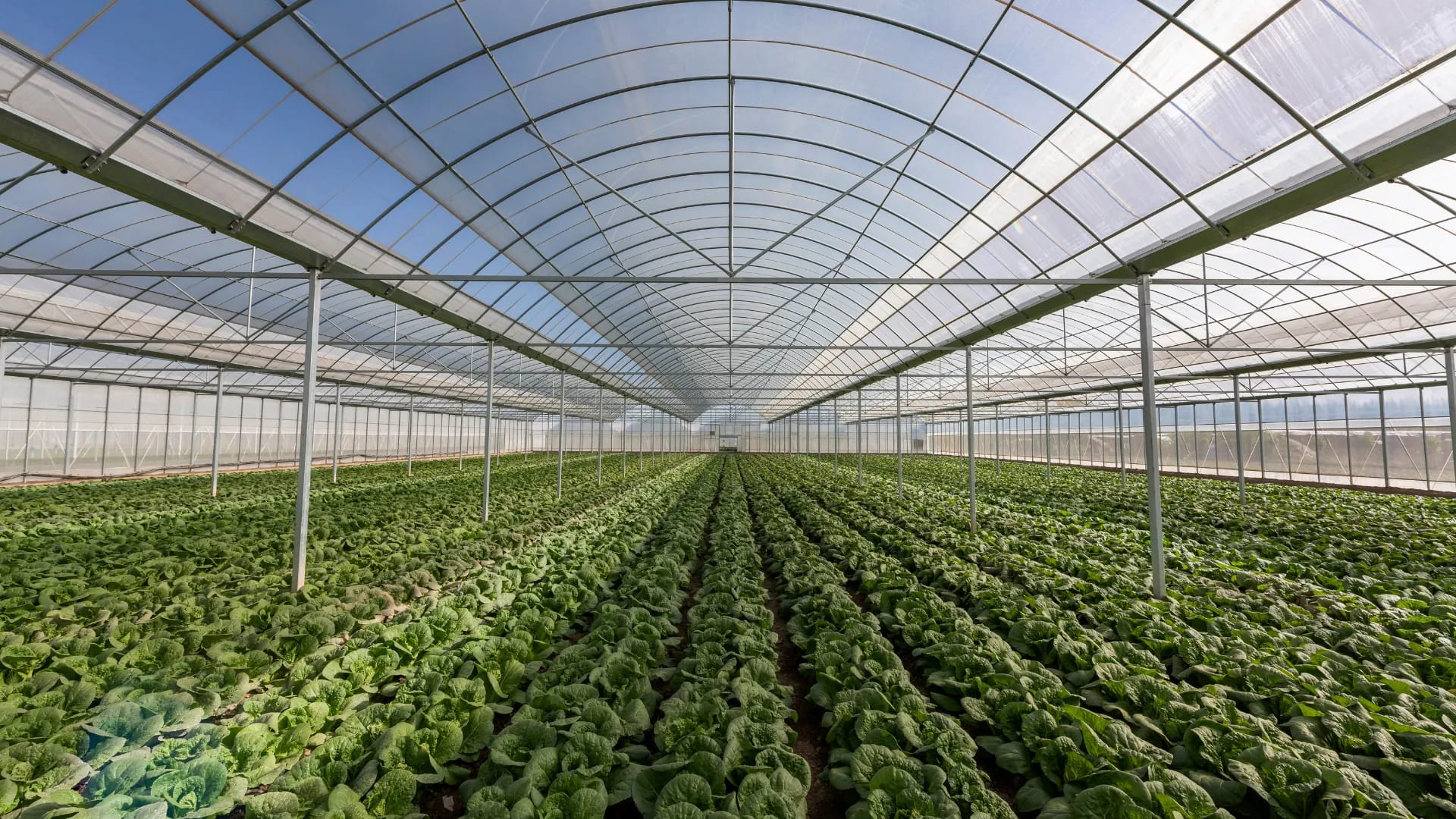 Rows of leafy green crops growing under the glass roof of a commercial greenhouse, where environmental sensors track temperature, humidity, and water conditions